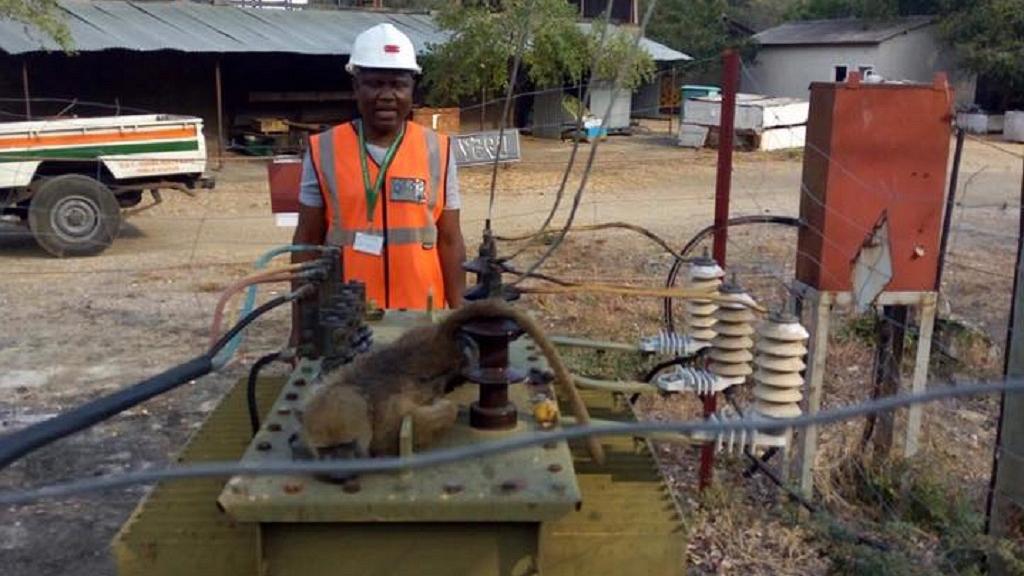 baboon causing massive power cut